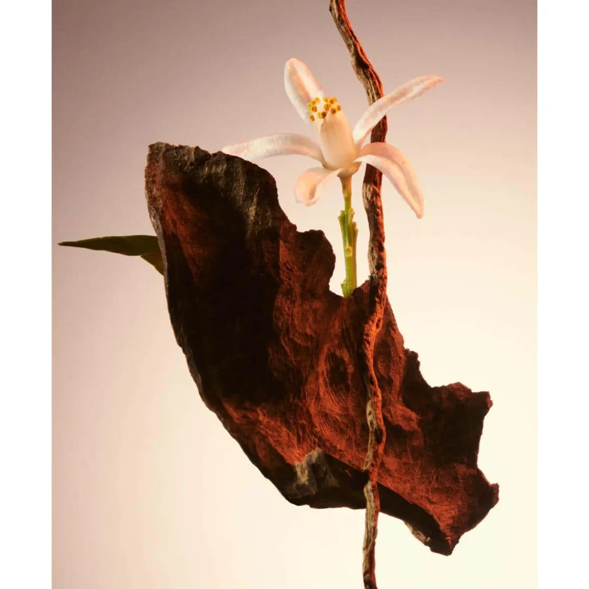 BOSS THE SCENT for her Revolution Parfum