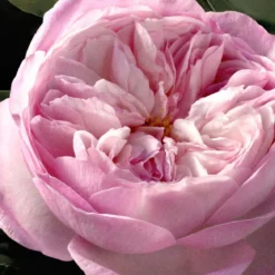 Chloè Rose Naturelle Intense Eau de Parfum
