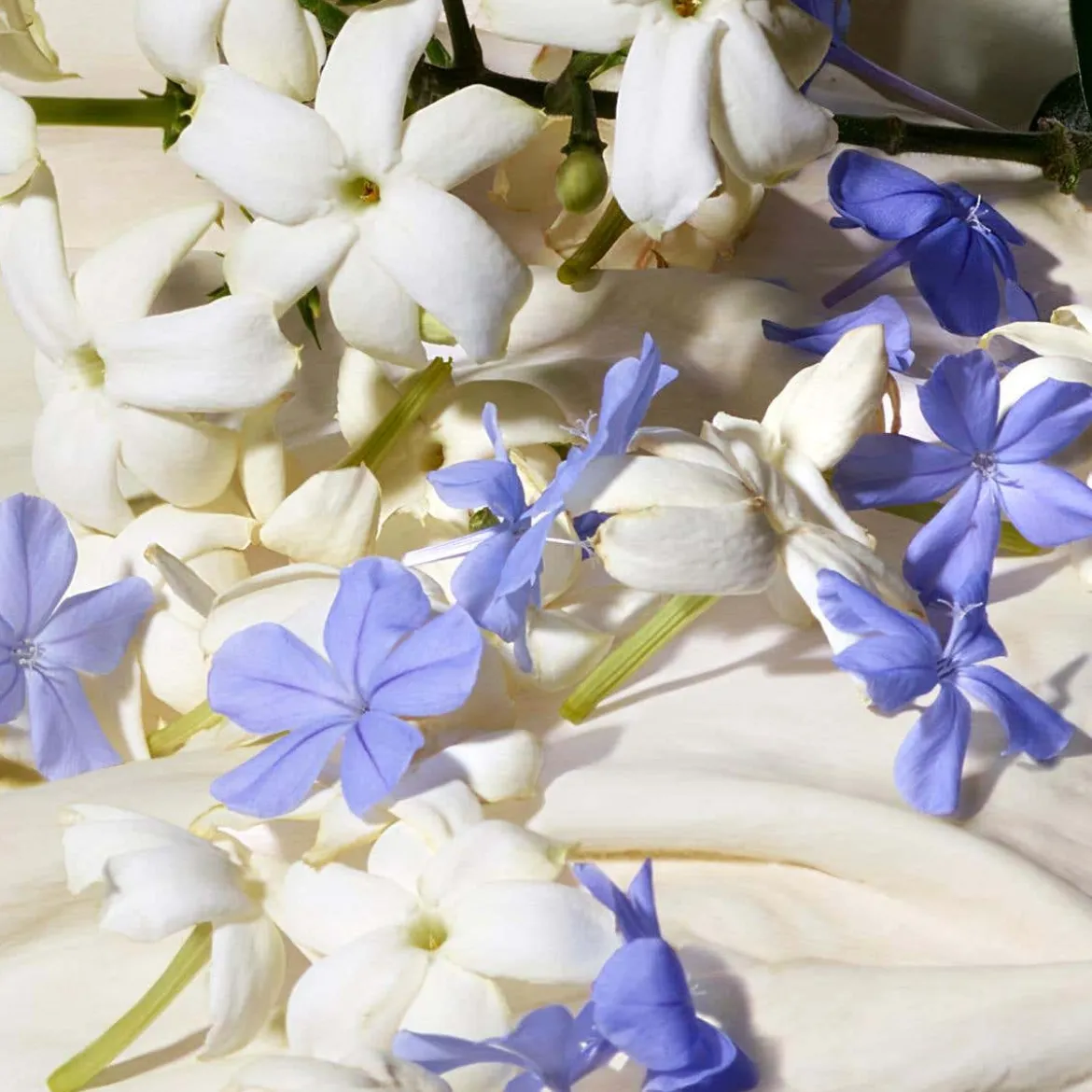Dolce Blue Jasmine Eau de Parfum