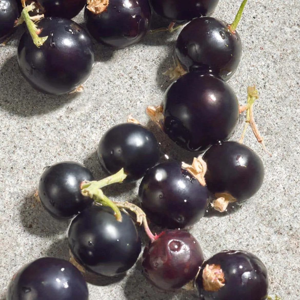 Dolce Violet Eau de Toilette