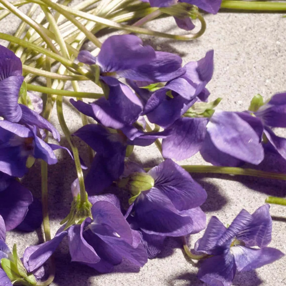 Dolce Violet Eau de Toilette