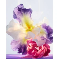Omnia Amethyste Eau de Toilette