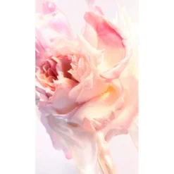 Rose Goldea blossom delight hair mist