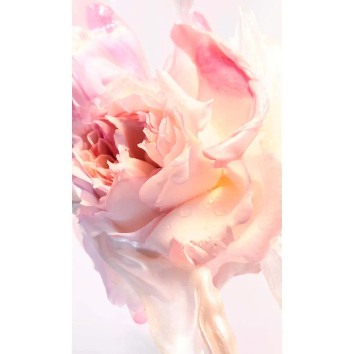 Rose Goldea blossom delight hair mist