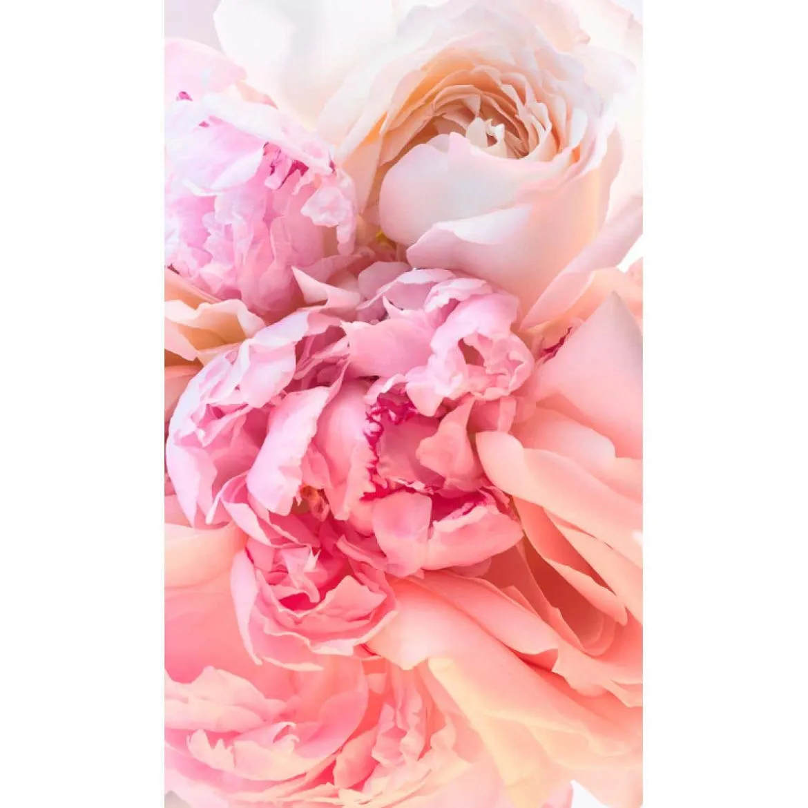 Rose Goldea blossom delight hair mist